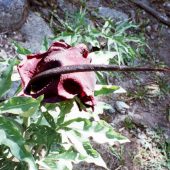  Samaria Gorge